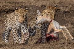 Nature_Katie-Mak_Leopards-with-Thomson-Gazelle