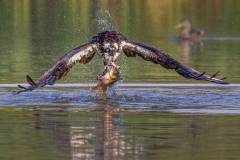 Nature_Katie-Mak_Osprey-with-catch-08