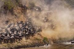 Nature_Katie-Mak_Wildebeest-Migration-91