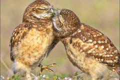 Nature_Suet-Chong-Law_Borrowing-Owl-sibings