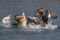 Nature_Suet-Chong-Law_Grebes-fight-for-territory