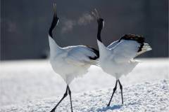 Nature_Yau-Wai-Ho_Red-crowned-Cranes-Duet