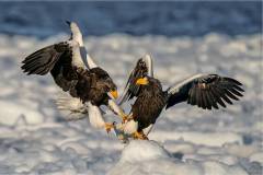 Nature_Yau-Wai-Ho_Steller_s-Sea-Eagle_