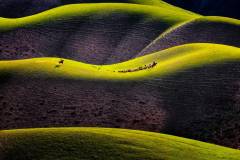 The Naked Grassland
