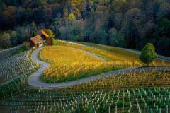 Heart in the vineyard