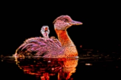Electricfied Grebe