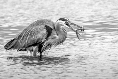 Grey Blue Heron with Catch