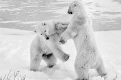 Polar Bears Morning Exercise
