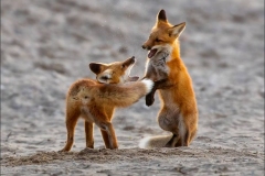 Foxes Talk to Each Other