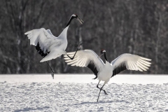 Red-crowned Cranes Dancing