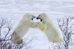Polar Bears Wrestling