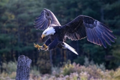 Bald Eagle Reaching for Target