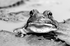 Looking at me