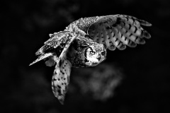 Flying Owl
