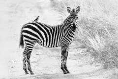 Katherine-Wong_Free-ride-on-Zebras-back