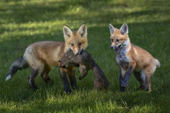 Fox with prey