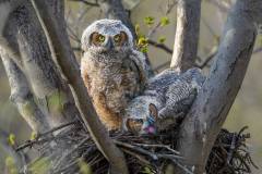 Leona-Lai_Great-Horned-Owlettes