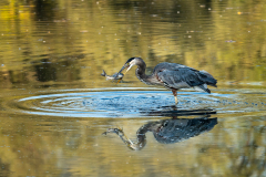 Great blue heron having breakfast