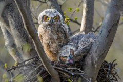 Great Horned Owlettes