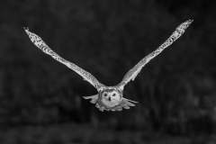 Snow Owl