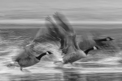 Geese going away