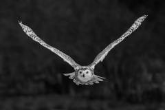 Nancy-Lam_Snow-Owl