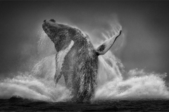 Albert-Fok_Humback-Whale-Breaching-3