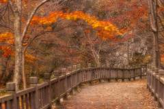 2024Q4Landscp-B-Candy-Mak-Autumn_Scenery_in_China