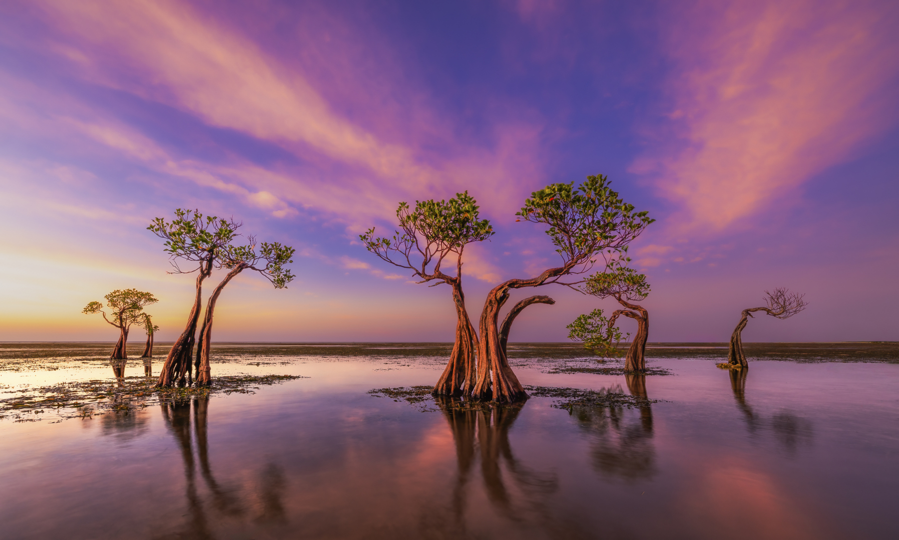 Katie Mak_Dancing Trees 75