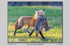 B5-Red-Fox-With-A-Rabbit