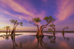 Katie Mak_Dancing Trees 75