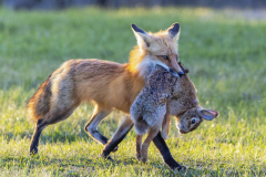 Katie Mak_Red Fox With A Rabbit 04