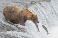 Phillip Kwan_Catch Fish at Brooks Fall