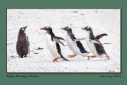 A3-Triplets-Running-to-the-Sea