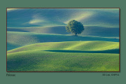 A2-Palouse