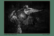 B1-Golden-Eagle-Taking-Off