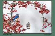 B3-Eastern-Blue-Bird