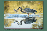 B4-Great-Blue-Heron-Show-off-his-Catch