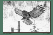 B5-Great-Grey-Owl-6