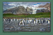 A5-Penguin-Courtship-in-Antarctica