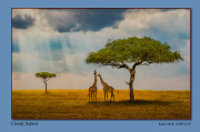 A1-Cloudy-Safaris