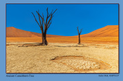 A5-Ancient-Camelthorn-Tree