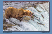 B1-Jumping-Inti-a-Bear