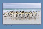 B2-King-Penguin-Gathering