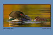 B5-Loon-Feeding-Chicks-2
