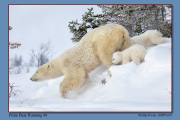 A4-Polar-Bear-Running-48