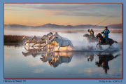 A5-Horses-in-Water-95