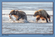 B4-Bear-Chasing