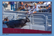 B1-Bull-1-Man-0-L