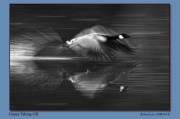 B1-Goose-Taking-Off